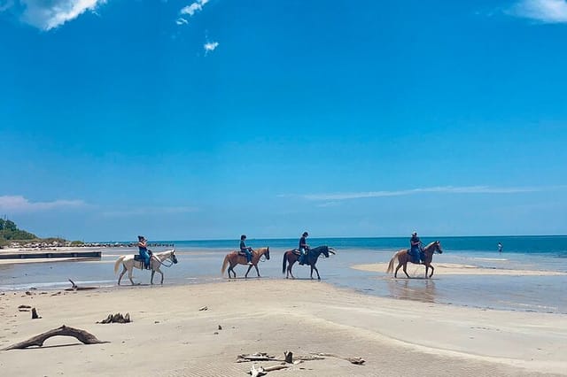 HorseBack Tours on Miami waters 